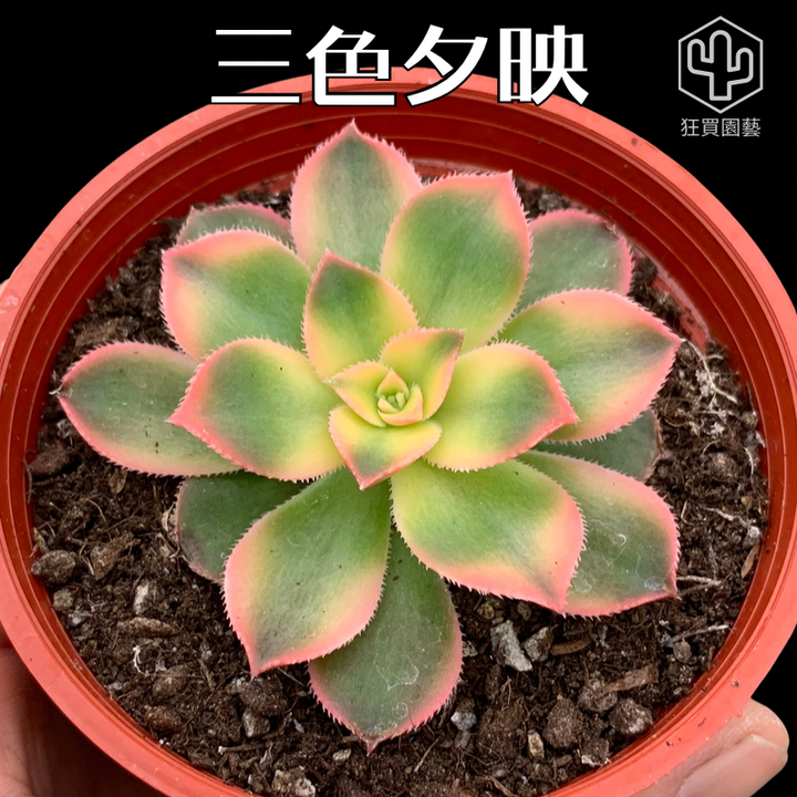 紅唇 - 28-1735824531109