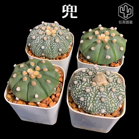 紅唇 - 31-1735824598620