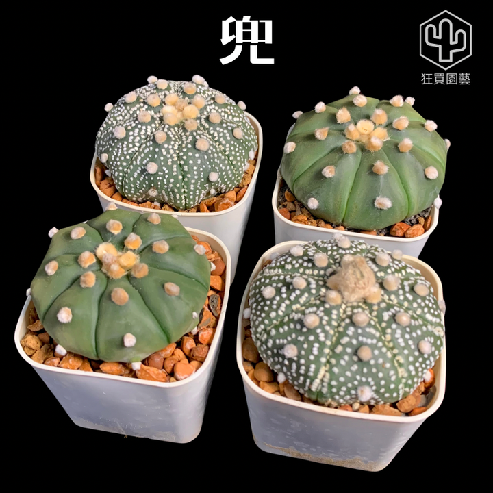 紅唇 - 31-1735824598620