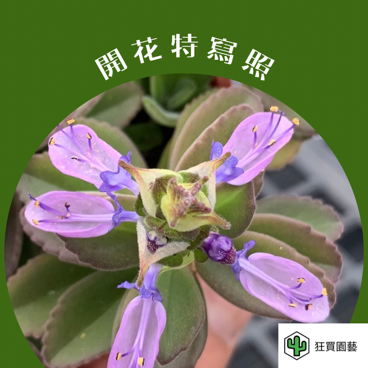 開花特寫照 - 11-1735824769562