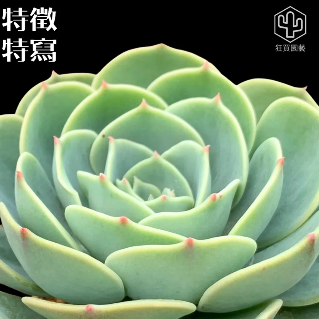 多肉模板 - 第2組.zip - 3-1735825213062