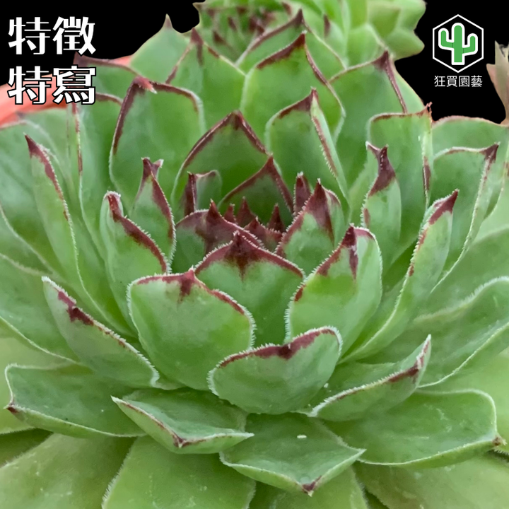 多肉模板 - 第2組.zip - 39-1735826976514
