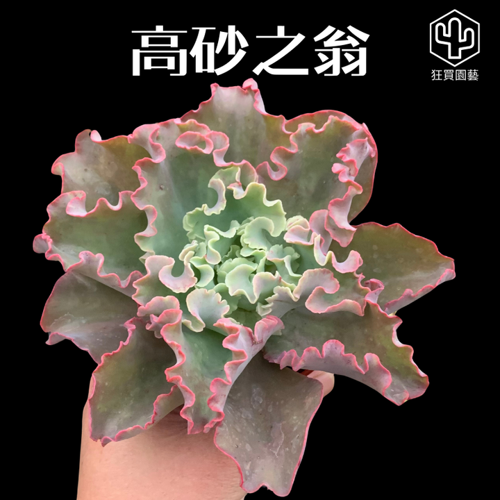 多肉模板 - 第2組.zip - 43-1735827109548