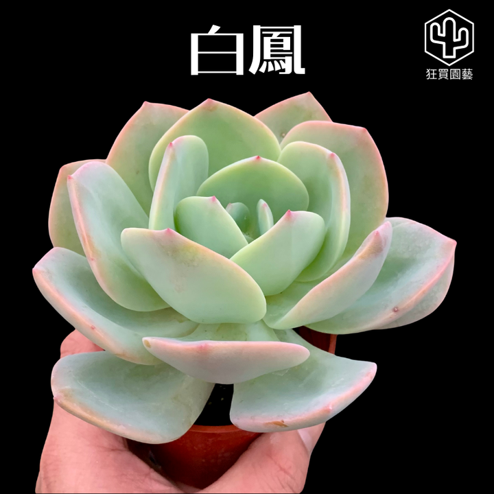多肉模板 - 第2組.zip - 46-1735827183133