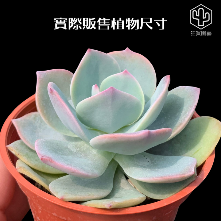 多肉模板 - 第2組.zip - 47-1735827183144