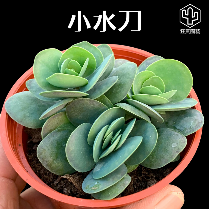 多肉模板 - 第2組.zip - 63-1735831686760