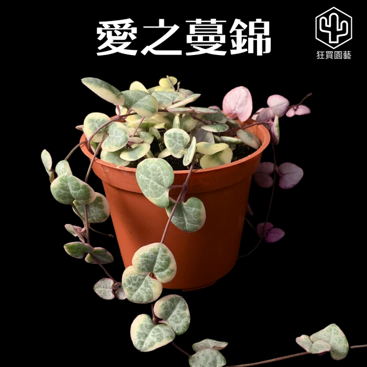 多肉模板 - 第2組.zip - 77-1735836611279
