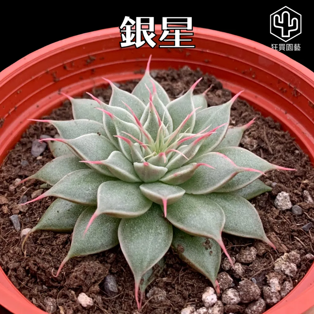 多肉模板 - 第2組.zip - 83-1735836861936