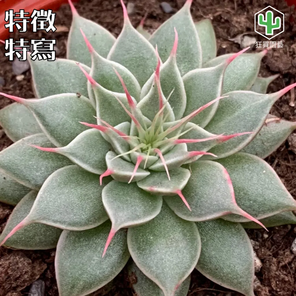 多肉模板 - 第2組.zip - 85-1735836861973