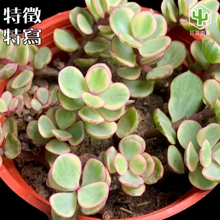 多肉模板 - 第2組.zip - 87-1735883973013