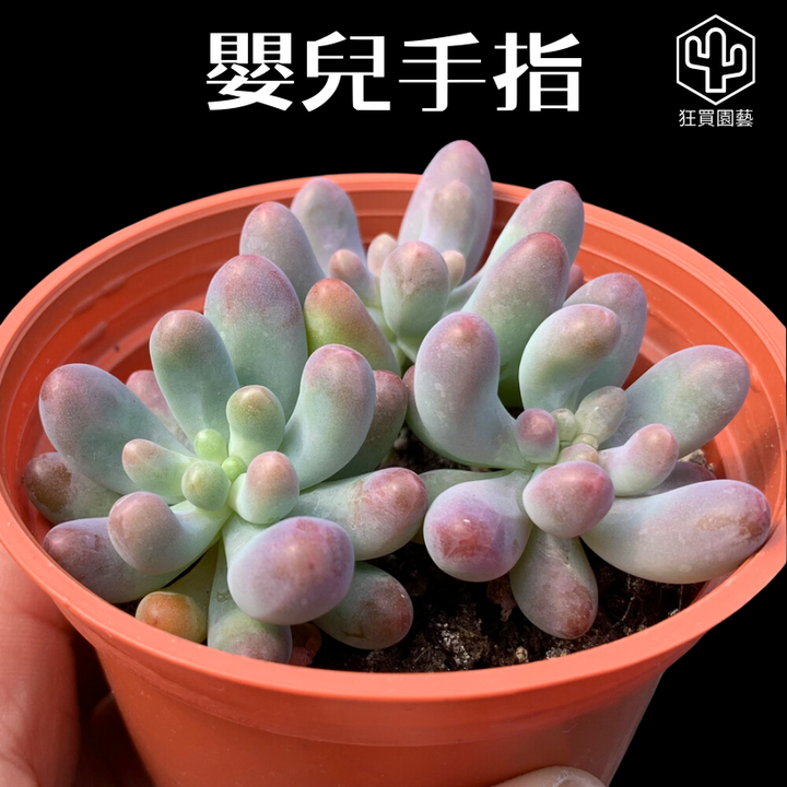 多肉模板 - 第2組.zip - 88-1735884083700