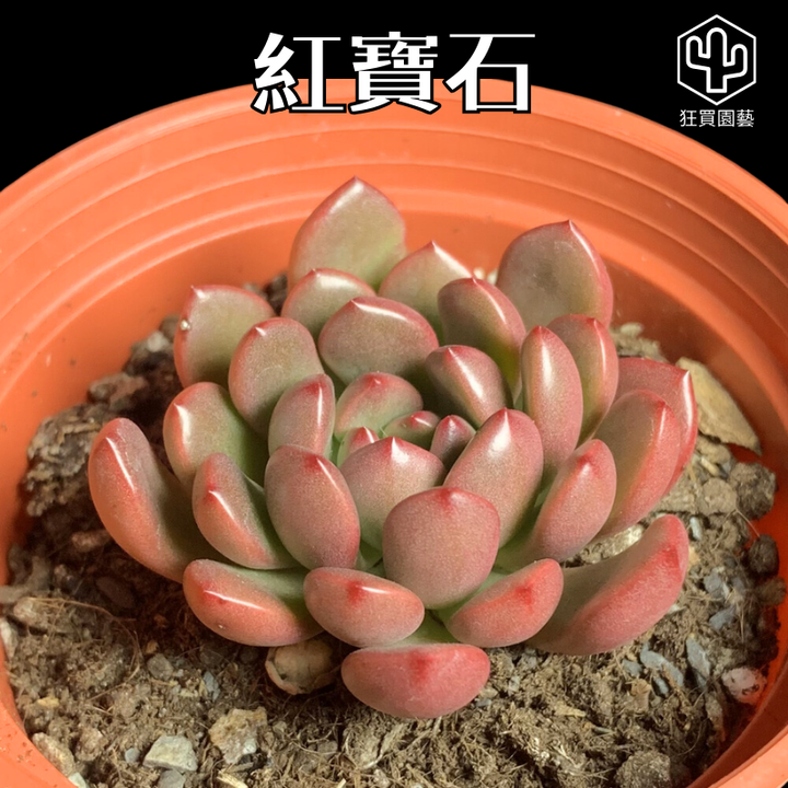 多肉模板 - 第2組.zip - 118-1735884848596