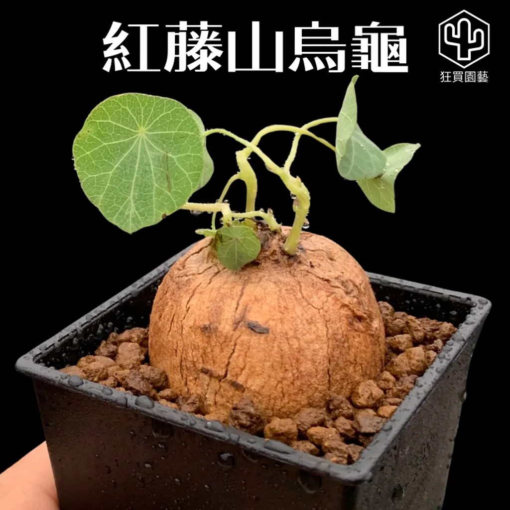 多肉模板 - 第2組.zip - 133-1735885299382