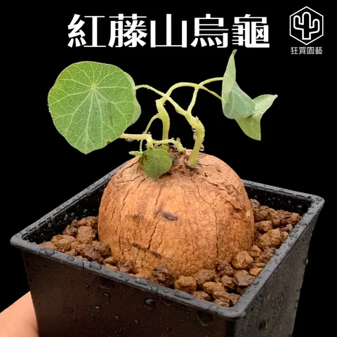 多肉模板 - 第2組.zip - 133-1735885299382