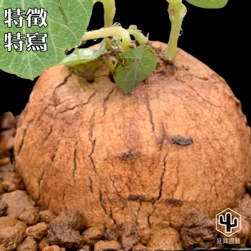 多肉模板 - 第2組.zip - 135-1735885299417