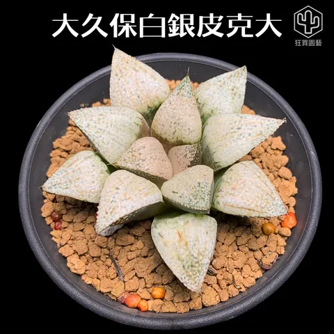 紅唇 的複本 的複本 - 6-1735886299846