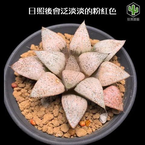 紅唇 的複本 的複本 - 7-1735886299856