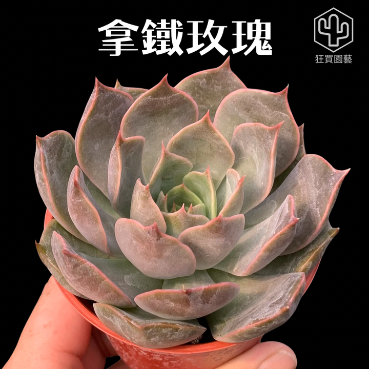 紅唇 的複本 的複本 - 9-1735886442788