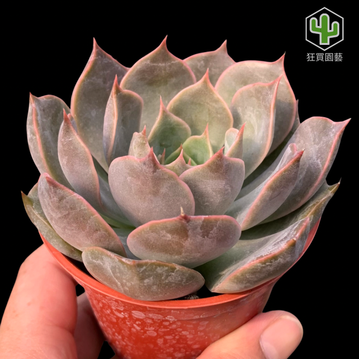 紅唇 的複本 的複本 - 15-1735886442804