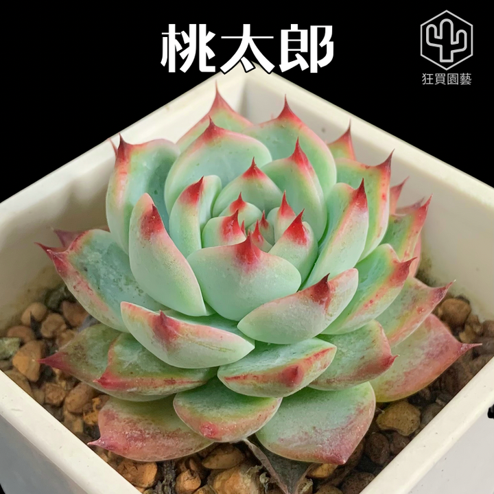 紅唇 的複本 的複本 - 12-1735886493560