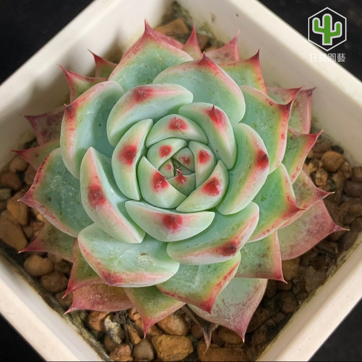 紅唇 的複本 的複本 - 19-1735886493575