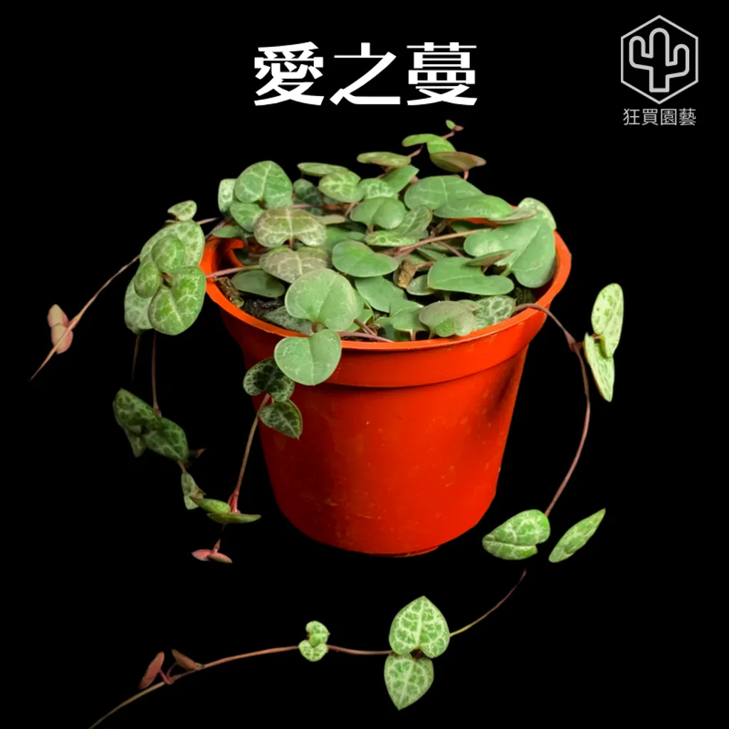 紅唇 的複本 的複本 - 15-1735886564433