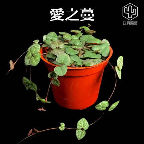 紅唇 的複本 的複本 - 15-1735886564433