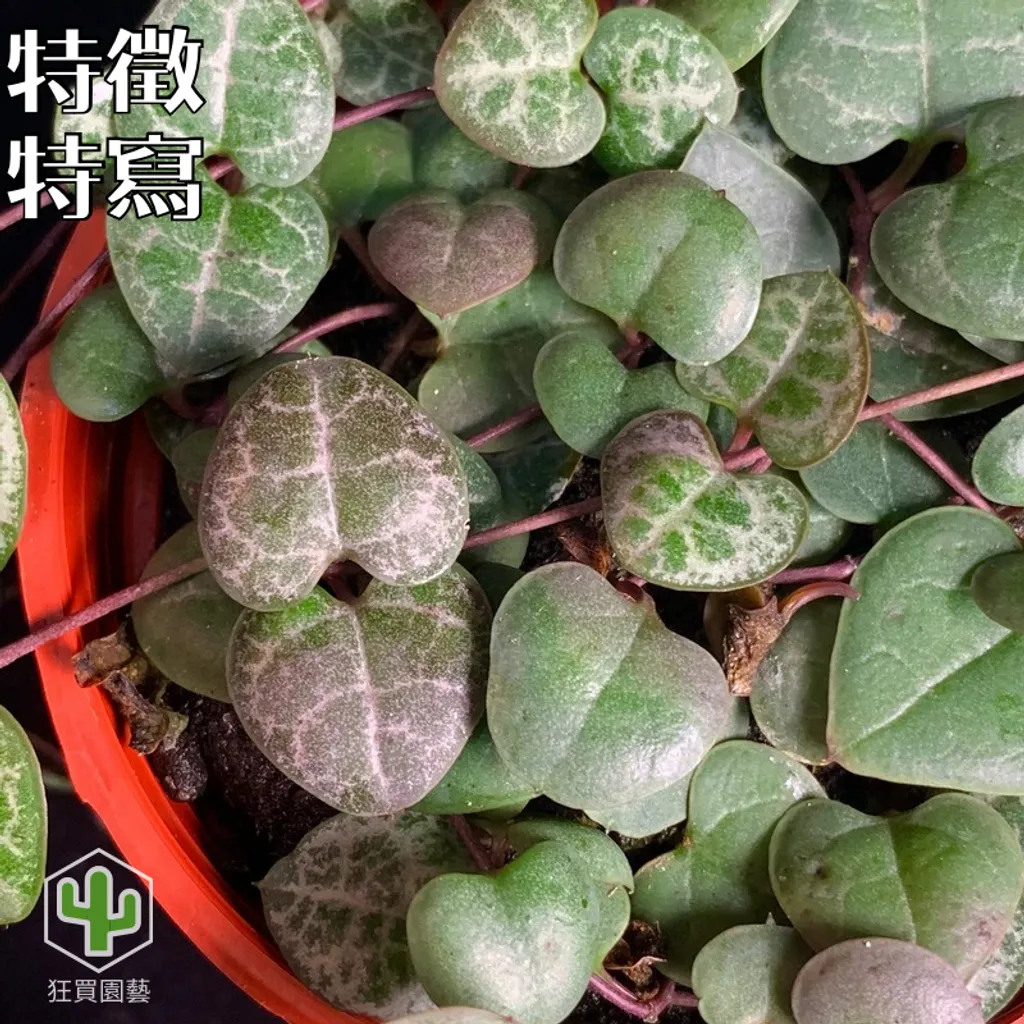 紅唇 的複本 的複本 - 23-1735886564469