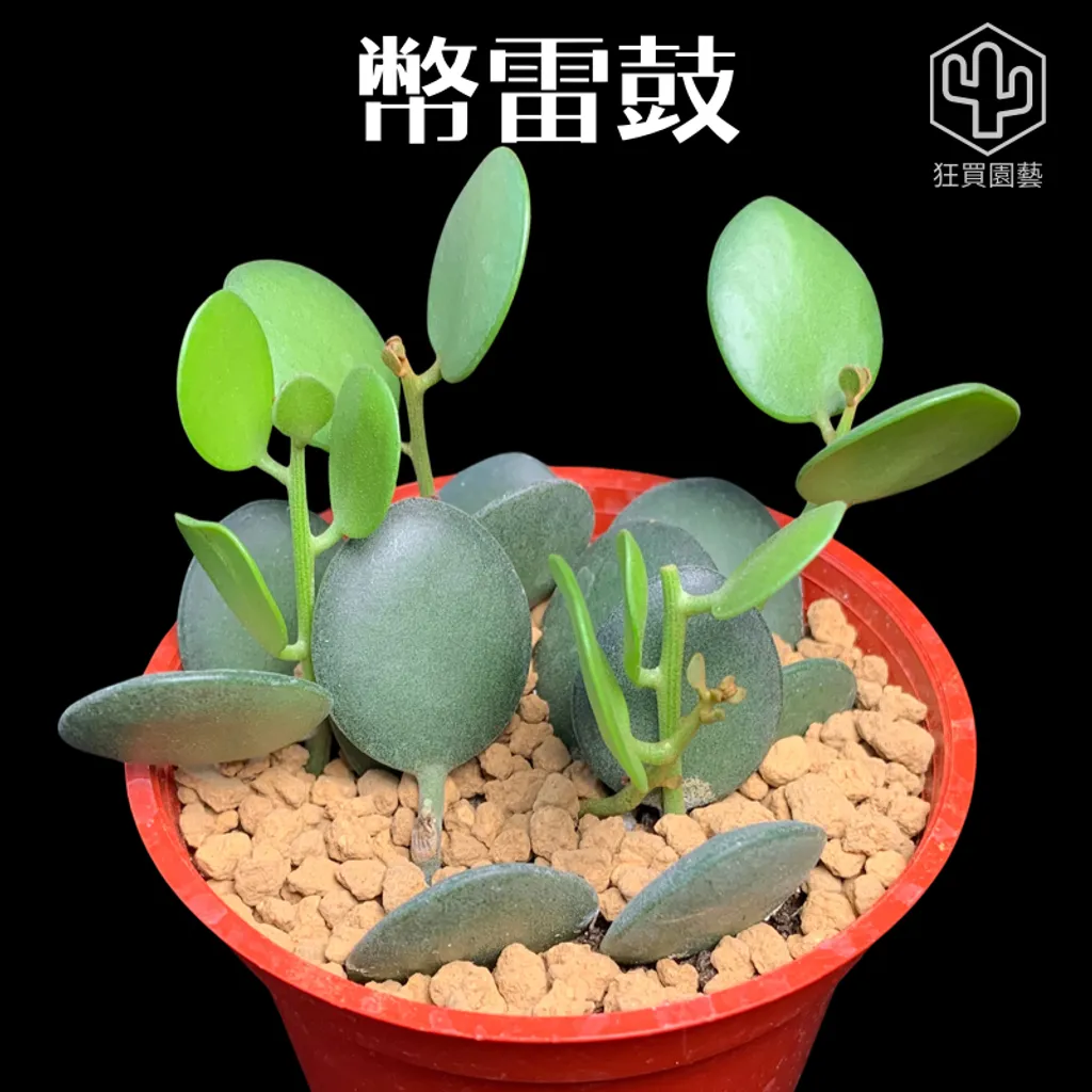 紅唇 的複本 的複本 - 21-1735886807157