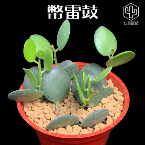 紅唇 的複本 的複本 - 21-1735886807157