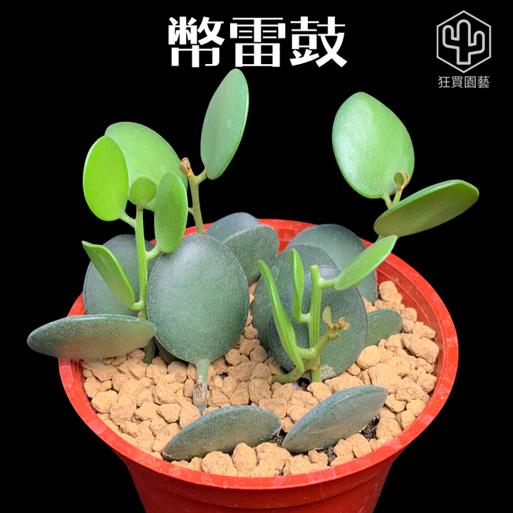 紅唇 的複本 的複本 - 21-1735886807157