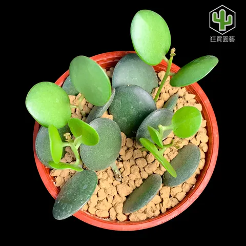 紅唇 的複本 的複本 - 28-1735886807170
