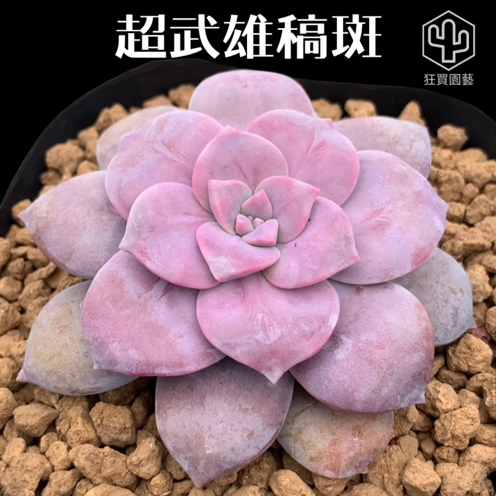 紅唇 的複本 的複本 - 29-1735886896662
