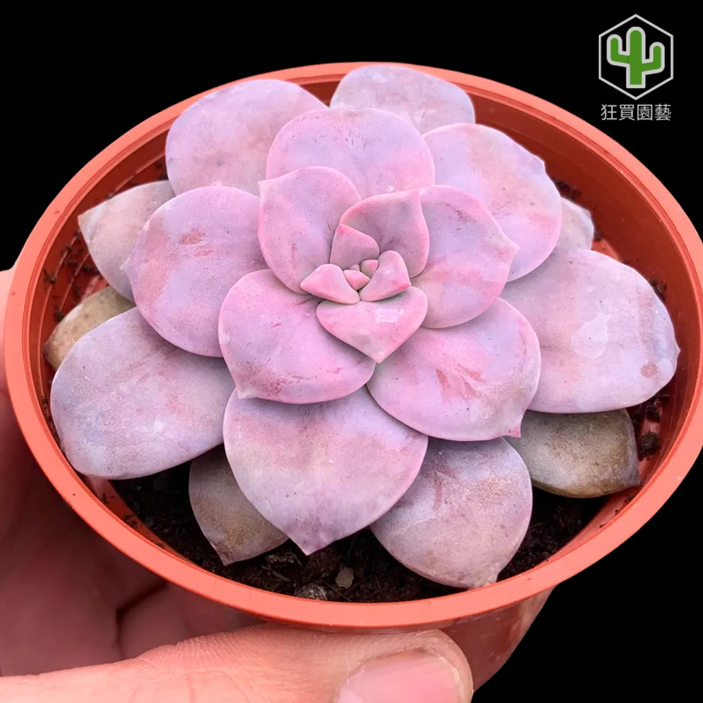 紅唇 的複本 的複本 的複本 - 28-1735886896672