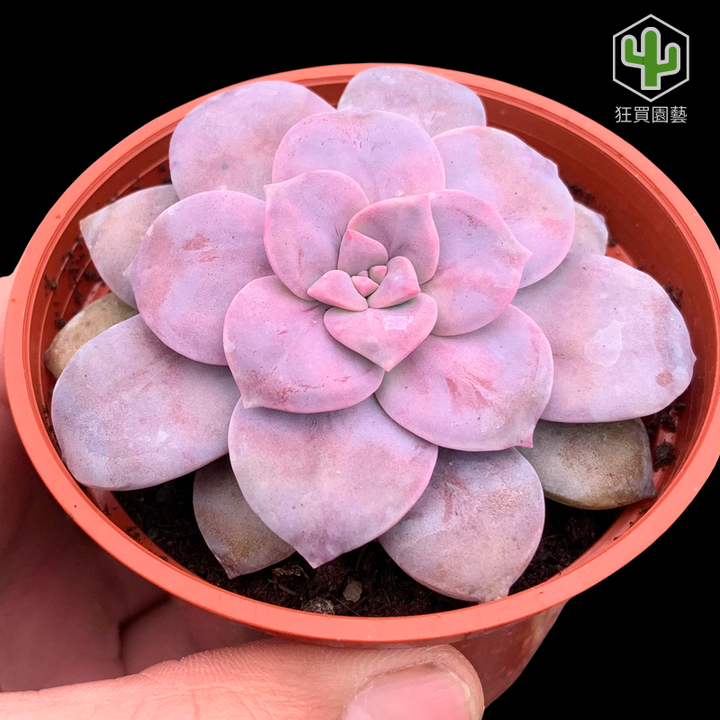 紅唇 的複本 的複本 的複本 - 28-1735886896672