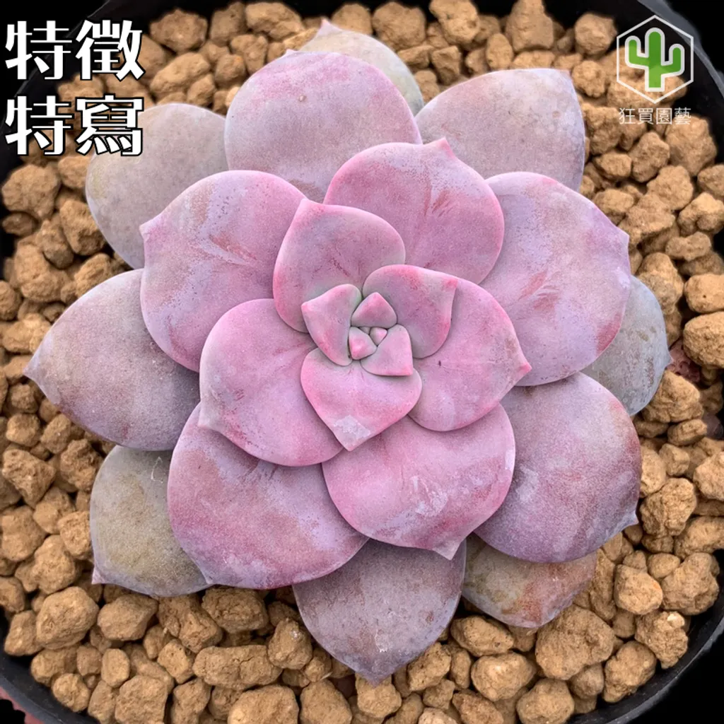 紅唇 的複本 的複本 的複本 - 29-1735886896693