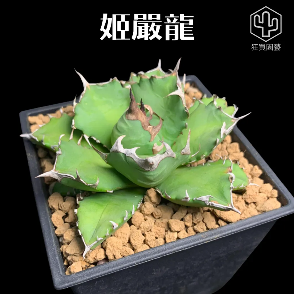 紅唇 的複本 的複本 的複本 - 1-1735887332853
