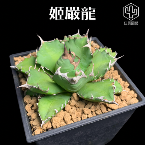 紅唇 的複本 的複本 的複本 - 1-1735887332853