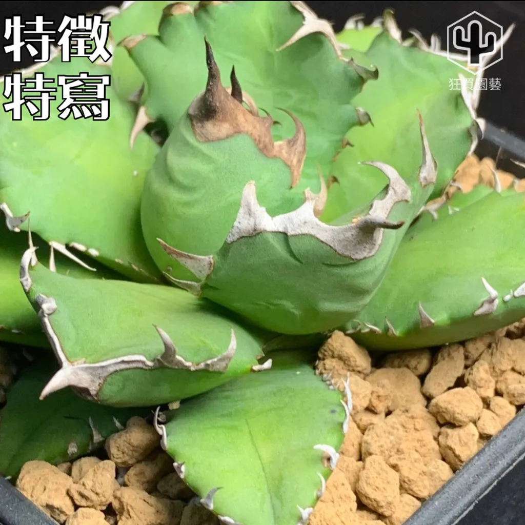 紅唇 的複本 的複本 的複本 - 3-1735887332886