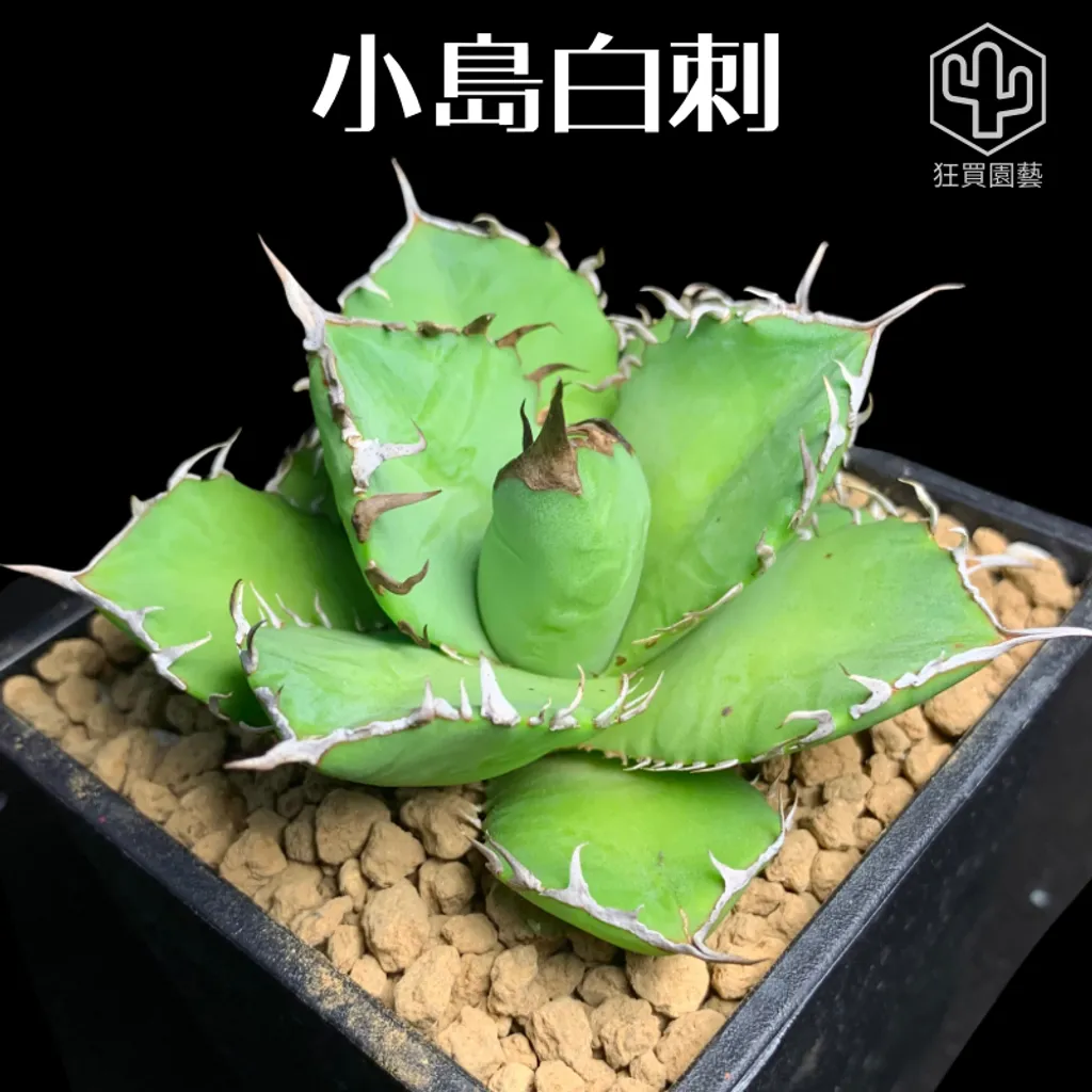 紅唇 的複本 的複本 的複本 - 4-1735906397284