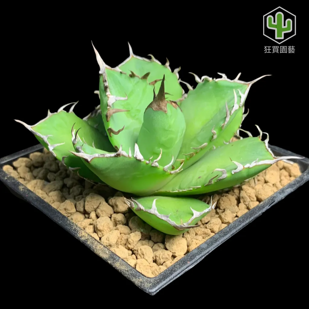 紅唇 的複本 的複本 的複本 - 5-1735906397300
