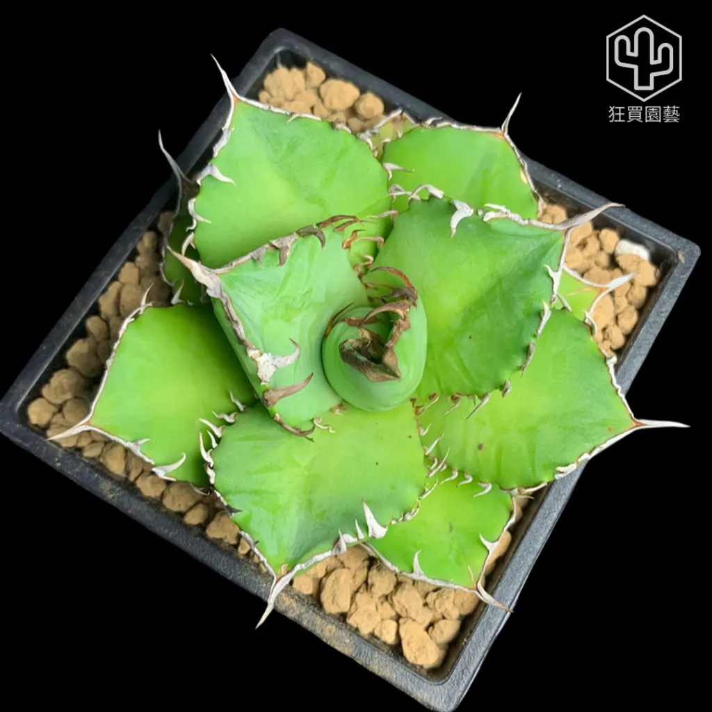 紅唇 的複本 的複本 的複本 - 6-1735906397315