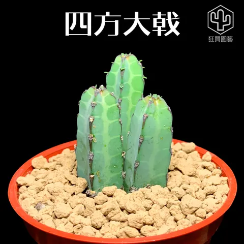 紅唇 的複本 的複本 的複本 - 13-1735907473959