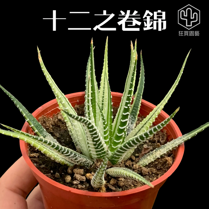 紅唇 的複本 的複本 的複本 - 15-1735907573501