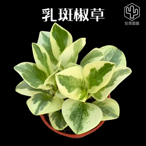 紅唇 的複本 的複本 的複本 的複本 - 4-1735907881590