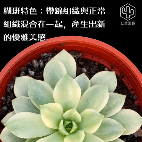 紅唇 的複本 的複本 的複本 的複本 - 8-1735907978444