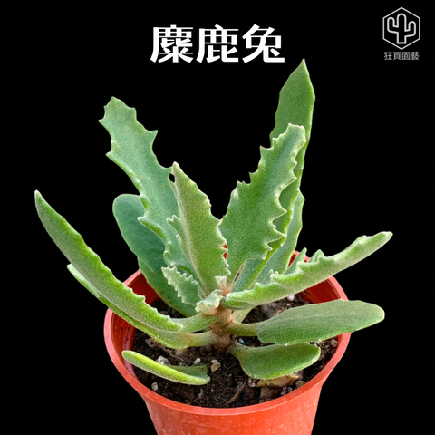 紅唇 的複本 的複本 的複本 的複本 - 9-1735908151423