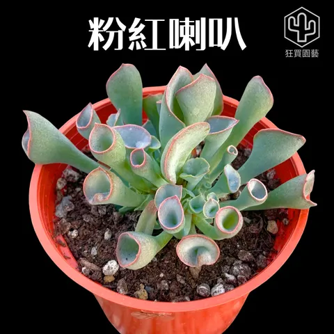 紅唇 的複本 的複本 的複本 的複本 - 12-1735908254531