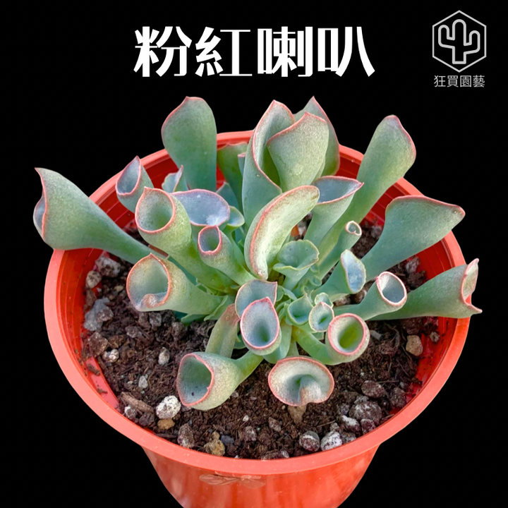紅唇 的複本 的複本 的複本 的複本 - 12-1735908254531