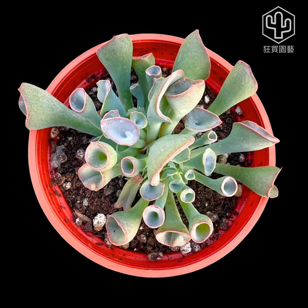 紅唇 的複本 的複本 的複本 的複本 - 13-1735908254549
